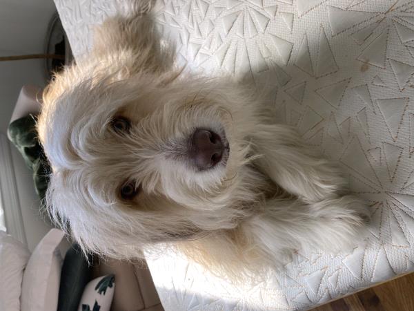 /Images/uploads/Louies Legacy Animal Rescue/cutest-rescue-pet-2023/entries/28268thumb.jpg